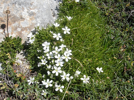 Mcneillia (=Minuartia) graminifolia subsp. rosanoi / Minuartia di Rosano